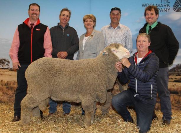 Featured image for “East Mundalla Poll Merino Ram sell for $33,000”